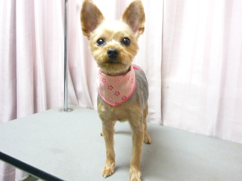 http://pet.e6.valueserver.jp/blog/P1080577.jpg