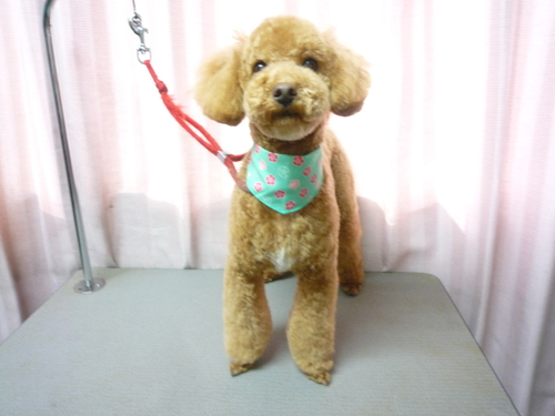 http://pet.e6.valueserver.jp/blog/P1080585.jpg