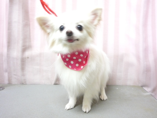 http://pet.e6.valueserver.jp/blog/P1080619.jpg