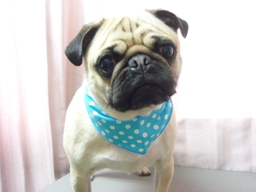 http://pet.e6.valueserver.jp/blog/P1080643.jpg