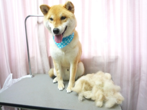 http://pet.e6.valueserver.jp/blog/P1080669.jpg