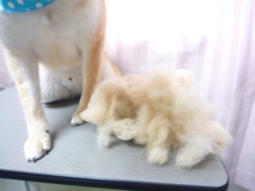 http://pet.e6.valueserver.jp/blog/P1080670.jpg