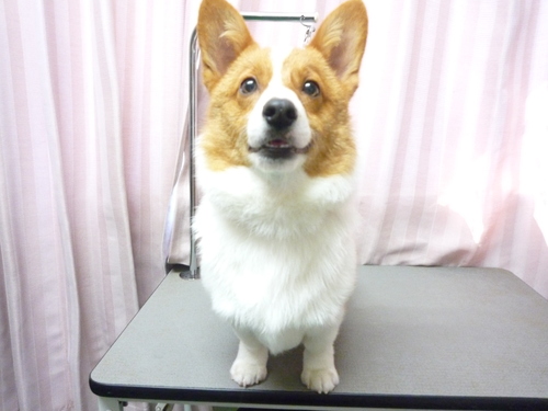 http://pet.e6.valueserver.jp/blog/P1080757.jpg