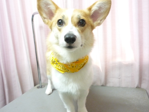 http://pet.e6.valueserver.jp/blog/P1080792.jpg