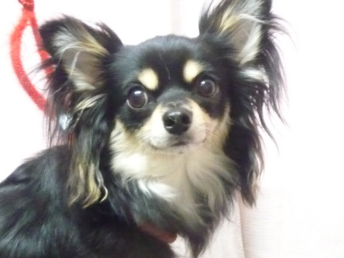 http://pet.e6.valueserver.jp/blog/P1080869.jpg