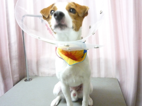 http://pet.e6.valueserver.jp/blog/P1080932.jpg