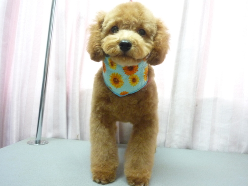 http://pet.e6.valueserver.jp/blog/P1080962.jpg