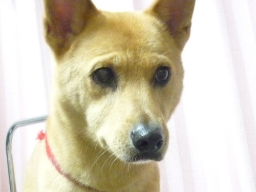 http://pet.e6.valueserver.jp/blog/P1080963.jpg