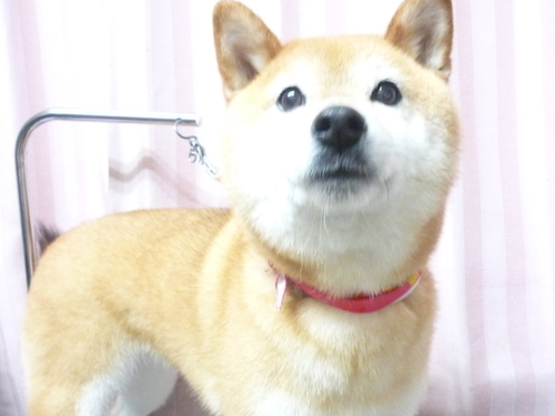 http://pet.e6.valueserver.jp/blog/P1090015.jpg