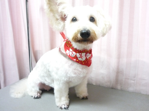 http://pet.e6.valueserver.jp/blog/P1090038.jpg