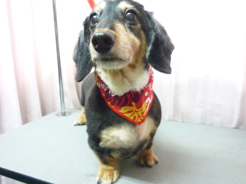 http://pet.e6.valueserver.jp/blog/P1090086.jpg