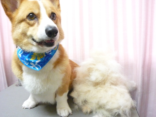http://pet.e6.valueserver.jp/blog/P1090099.jpg