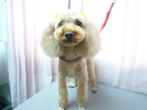 http://pet.e6.valueserver.jp/blog/P1090103.jpg