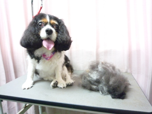 http://pet.e6.valueserver.jp/blog/P1090105.jpg