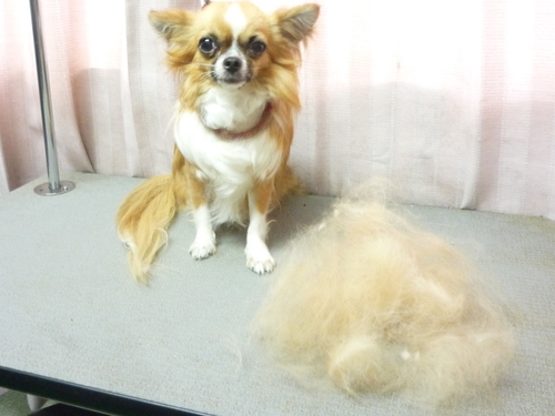 http://pet.e6.valueserver.jp/blog/P1090110.jpg