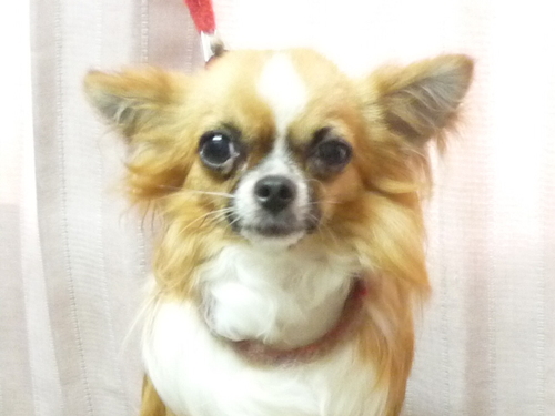 http://pet.e6.valueserver.jp/blog/P1090111.jpg