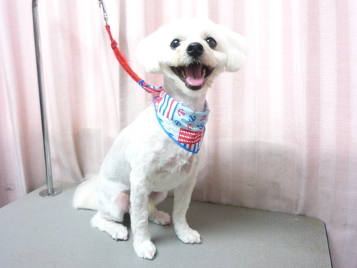 http://pet.e6.valueserver.jp/blog/P1090127.jpg