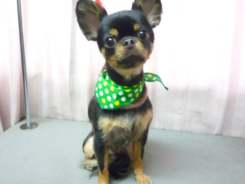 http://pet.e6.valueserver.jp/blog/P1090128.jpg