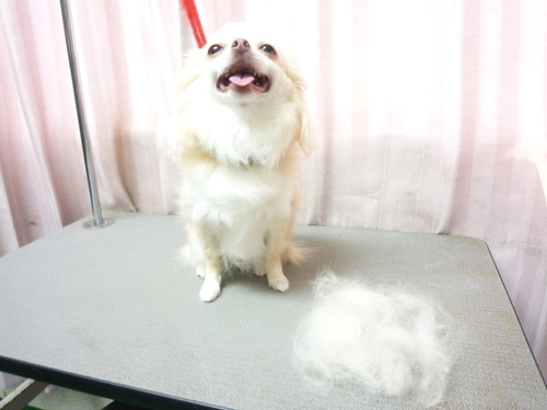 http://pet.e6.valueserver.jp/blog/P1090132.jpg