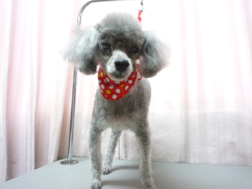 http://pet.e6.valueserver.jp/blog/P1090139.jpg