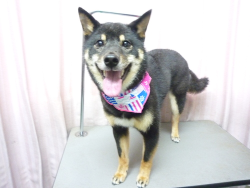 http://pet.e6.valueserver.jp/blog/P1090151.jpg