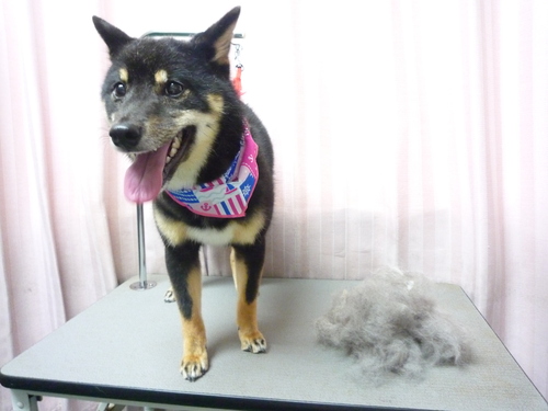 http://pet.e6.valueserver.jp/blog/P1090153.jpg