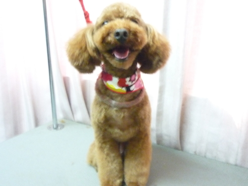 http://pet.e6.valueserver.jp/blog/P1090244.jpg