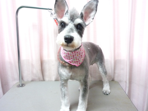 http://pet.e6.valueserver.jp/blog/P1090252.jpg