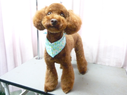 http://pet.e6.valueserver.jp/blog/P1090257.jpg