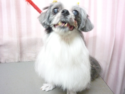 http://pet.e6.valueserver.jp/blog/P1090268.jpg