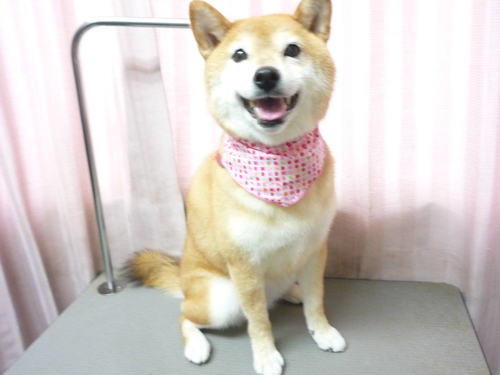 http://pet.e6.valueserver.jp/blog/P1090272.jpg