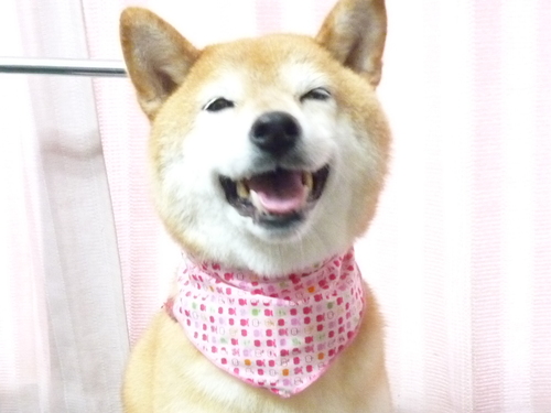 http://pet.e6.valueserver.jp/blog/P1090273.jpg
