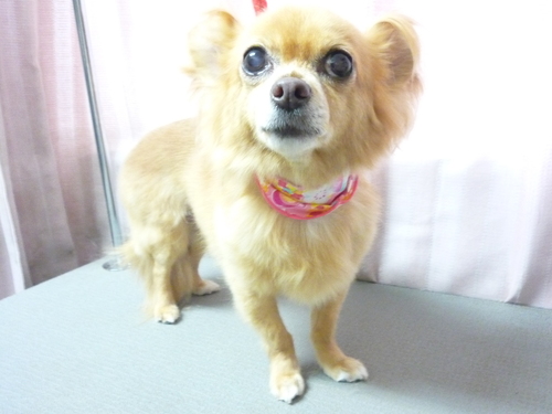 http://pet.e6.valueserver.jp/blog/P1090301.jpg