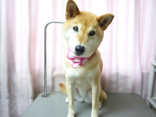 http://pet.e6.valueserver.jp/blog/P1090309.jpg
