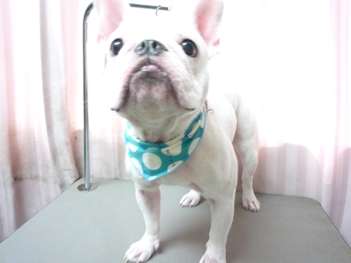 http://pet.e6.valueserver.jp/blog/P1090323.jpg