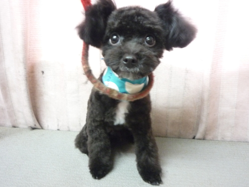 http://pet.e6.valueserver.jp/blog/P1090325.jpg