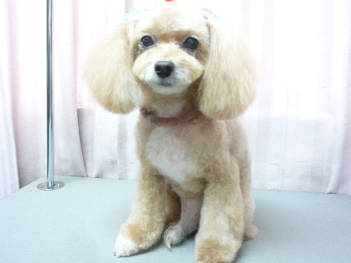 http://pet.e6.valueserver.jp/blog/P1090340.jpg