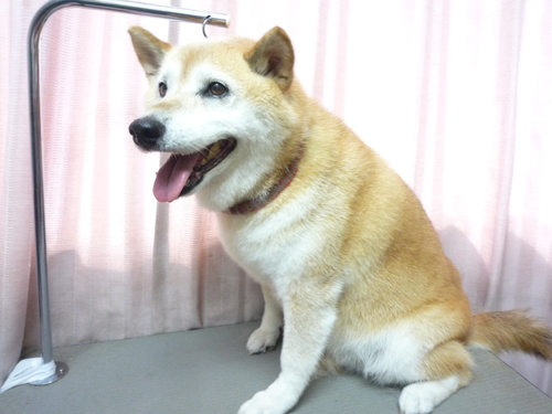 http://pet.e6.valueserver.jp/blog/P1090341.jpg