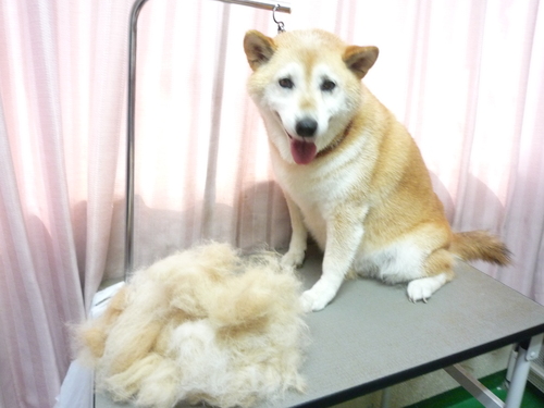 http://pet.e6.valueserver.jp/blog/P1090342.jpg