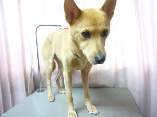 http://pet.e6.valueserver.jp/blog/P1090343.jpg