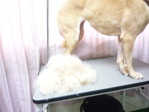 http://pet.e6.valueserver.jp/blog/P1090344.jpg