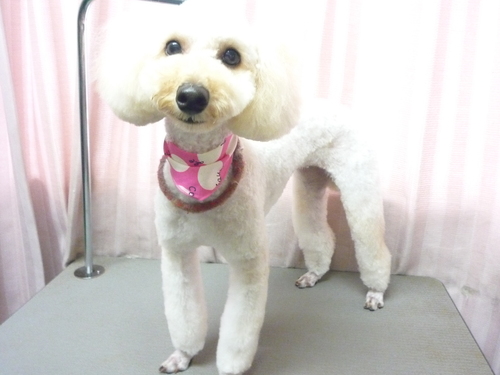 http://pet.e6.valueserver.jp/blog/P1090357.jpg