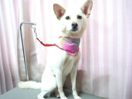 http://pet.e6.valueserver.jp/blog/P1090373.jpg