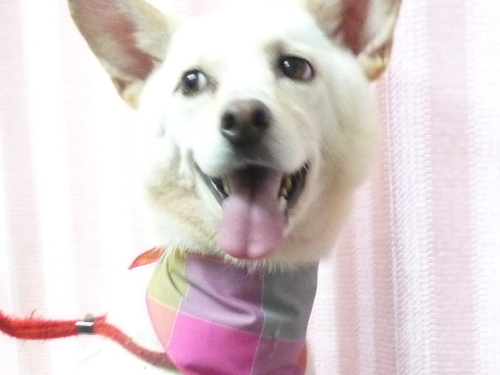 http://pet.e6.valueserver.jp/blog/P1090376.jpg
