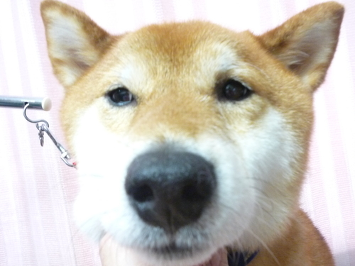 http://pet.e6.valueserver.jp/blog/P1090384.jpg
