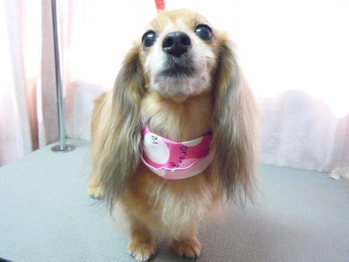 http://pet.e6.valueserver.jp/blog/P1090388.jpg