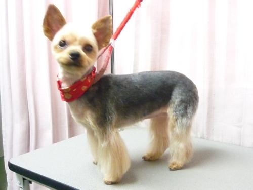 http://pet.e6.valueserver.jp/blog/P1090397.jpg