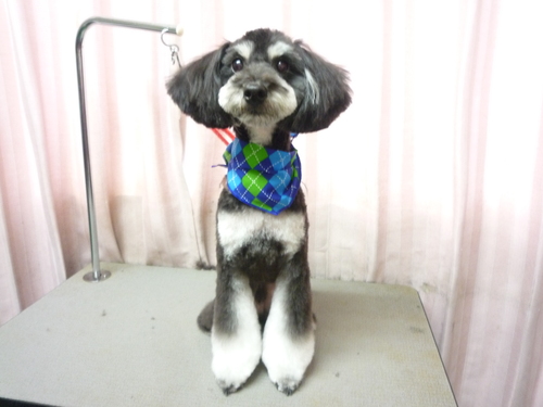 http://pet.e6.valueserver.jp/blog/P1090398.jpg