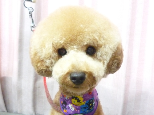 http://pet.e6.valueserver.jp/blog/P1090403.jpg