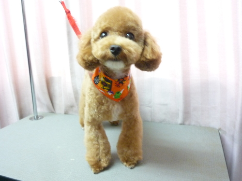 http://pet.e6.valueserver.jp/blog/P1090412.jpg